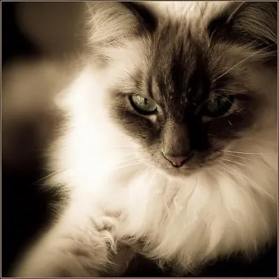 Pourquoi Kama, le chat bistre, 4me secrtaire, a le museau et les oreilles noirs ?