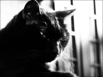 Shiro, Tora et Mike font vivre un enfer  Kama. Pourquoi ce dernier ne dmissionne-t-il pas ?