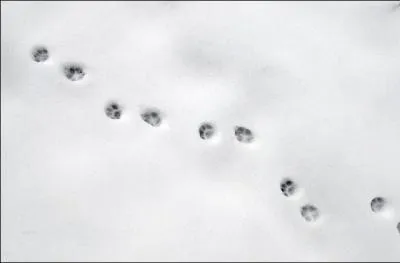 Le chef, Kuro, prend souvent la dfense de Kama. Mais un jour Kama est absent au bureau, pourquoi ?