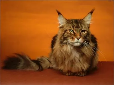 Au final qu'arrive-t-il au Bureau des Chats ?