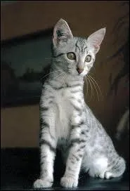 Ce chat est de race :