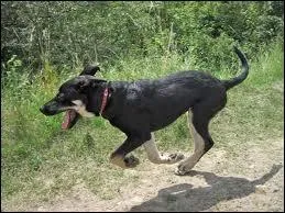 Ce chien est de race :