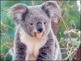 O vit le koala ?
