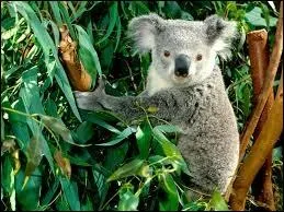 Sur les 600 espces d'eucalyptus prsentes en Australie, combien en mange le koala ?