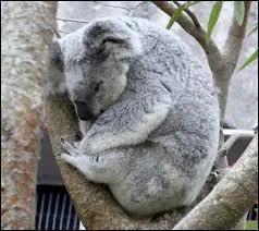 Combien de temps dort un koala ?
