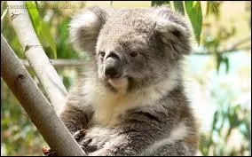 Quelles sont les dimensions d'un koala  sa naissance ?
