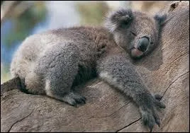 Combien de temps reste-t-il dans la poche de sa mre ?