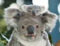 Quiz Koalas
