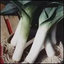 Qu'appelle-t-on des monstrueux d'Elbeuf ?