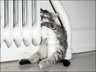 Le chat et le radiateur, trouvez la fausse proposition :