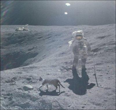 Le chat et la Lune, trouvez la fausse proposition :