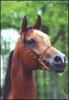 Quand un cheval est comme ceci, cela signifie qu'il est. .