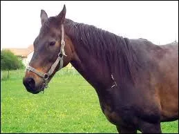 A quelle occasion l'talon roule-t-il des yeux ?