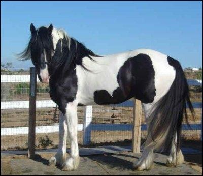 De quelle couleur est ce poney ?