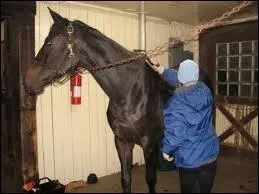 Comment s'appelle le moment o l'on brosse le poney ?