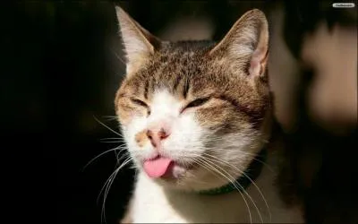 Combien de muscles comporte la langue d'un tre humain ?