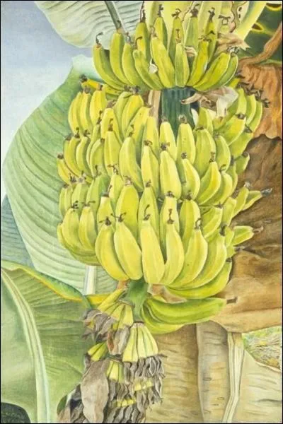Bananas, 1952