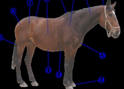 Quiz Les parties principales de l'anatomie du cheval