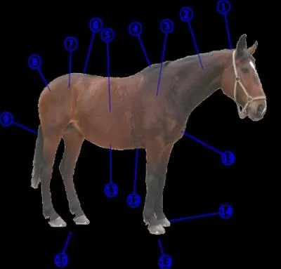 Les reins sont situs sur le numro...