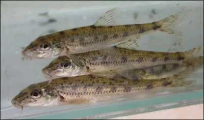 Finissons avec une bonne friture de goujons qui sont aussi appels dans le sud de la France :