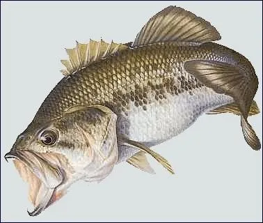 Sous quel autre nom est connu le blackbass ?