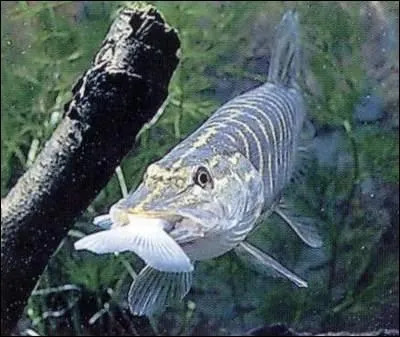 Quelle est la longueur maximale observe chez un brochet ?