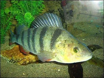 De quelle couleur sont les nageoires anales et pelviennes de la perche ?