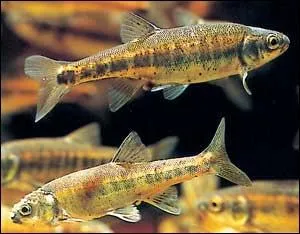 Comment est appel le vairon en Barn ?