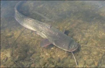 Voici maintenant le gant de nos cours d'eau, le silure glane qui peut atteindre plus de 2, 50 m, quel est le nombre de ses barbillons ?