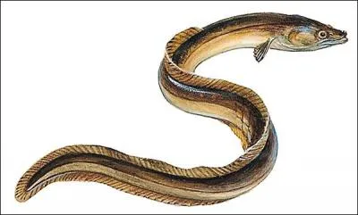 Quel est le nom de la larve de l'anguille ?