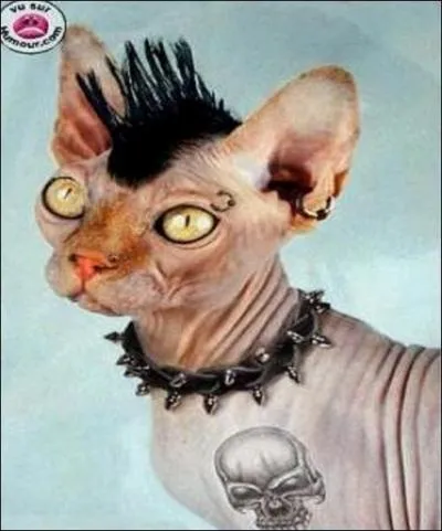 Attention question mine ! Parmi ces cinq noms, lequel n'est pas un groupe de hard rock ?