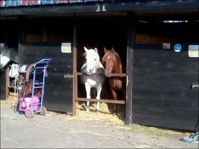 Qu'est-ce qu'un cheval ?