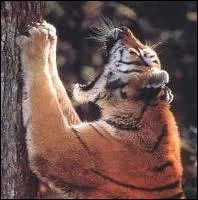 Combien mesurent environ les griffes d'un tigre ?