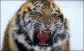 Combien mesurent environ les crocs d'un tigre ?