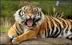 Combien pse environ un tigre ?