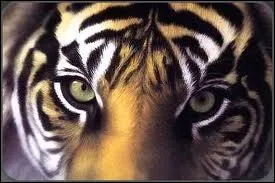 En quelle couleur voit le tigre ?