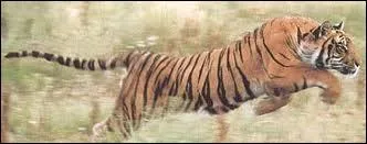  quelle vitesse un tigre peut-il courir ?