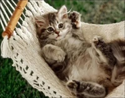 Quelle est la fibre la plus utilise au monde dans l'industrie textile ?