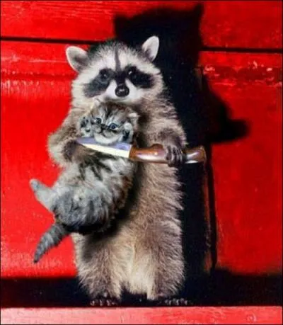 Le raton laveur est un animal sociable, curieux, opportuniste et relativement intelligent, mais  quelle habitude doit-il son nom ?