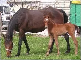 Comment reconnat-on les pur sangs arabes ?