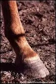 Quelle est la partie fragile du cheval au niveau du sabot ?