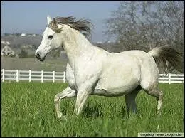 Quand le cheval met les oreilles en arrire on peut dire...