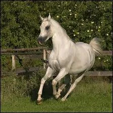 O mettons-nous les pieds quand on est sur un cheval ?