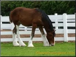 Que mettons-nous au cheval quand on fait du dressage ?