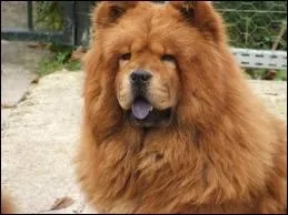 Vous avez vu mon lion ?