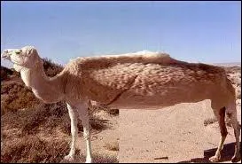 Beau, le chameau !