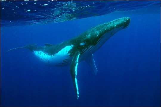 Comment se nomme cette baleine ?