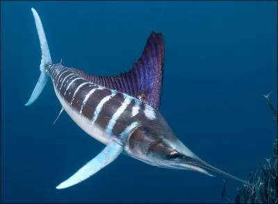 A quelle espce appartient ce poisson ?