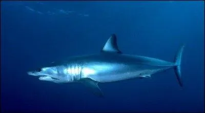 De quelle famille de requins fait-il parti ?