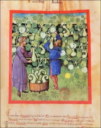 "Lagenaria vulgaris "est la seule courge que l'on trouvait en Europe, au Moyen Âge. L'écorce séchée servait à fabriquer les gourdes du pèlerin. De quel ouvrage l'illustration est-elle tirée ?